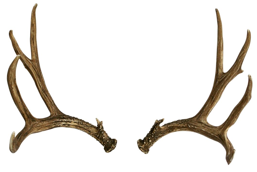 deer antlers as part of Hondro Sol Valgus stream